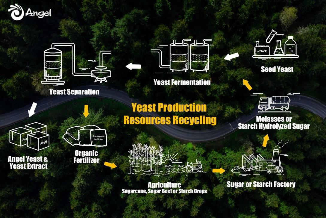 Angel Yeast активизирует снижение уровня выбросов углерода в рамках развития «зеленого производства» 